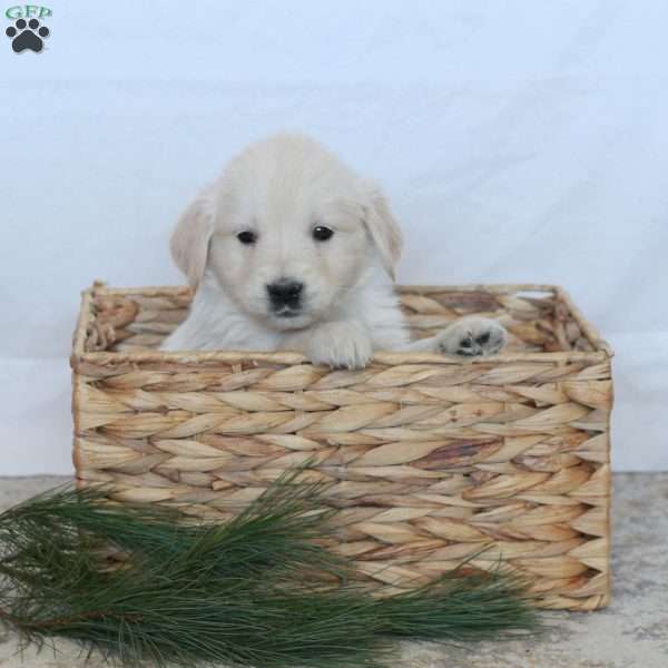 Lucy, Golden Retriever Puppy